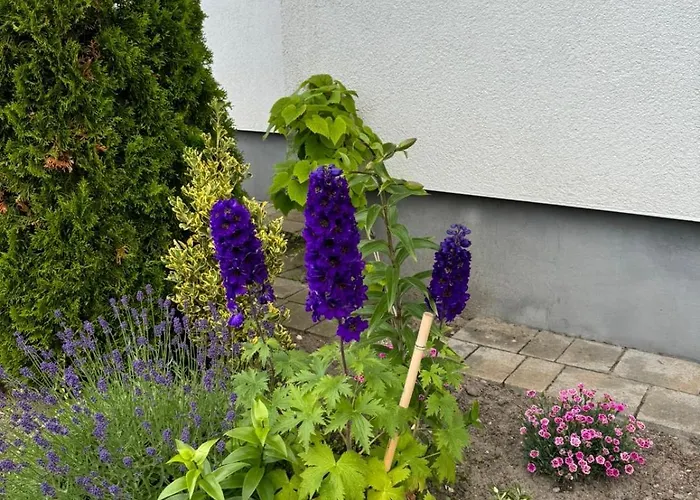 公寓 Relaksowa 卡尔维亚